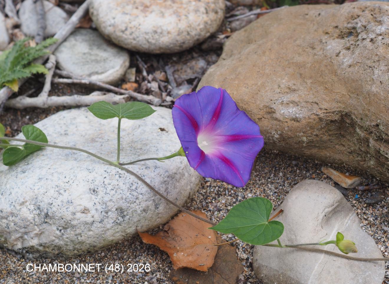 Morning Glory